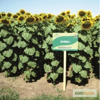 Гибриды семян подсолнечника, выращенных в Республике Молдова