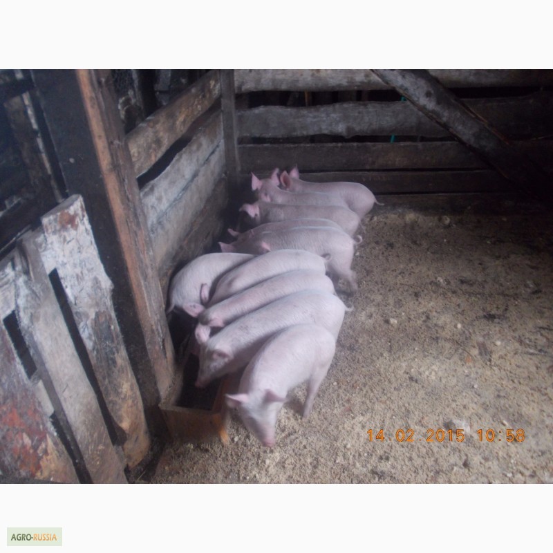 Фото 2. Поросята свиноматки кабаны