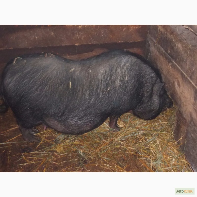 Фото 3. Поросята свиноматки кабаны
