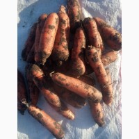 Морковь от производителя Алтайский край