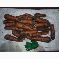 Морковь от производителя Алтайский край