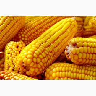 Нерисса Syngenta семена гибридов кукурузы