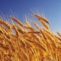 Семена пшеницы яровой