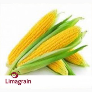 ЛГ 2195 (ФАО 190) гибрид кукурузы ЛИМАГРЕЙН (Limagrain)