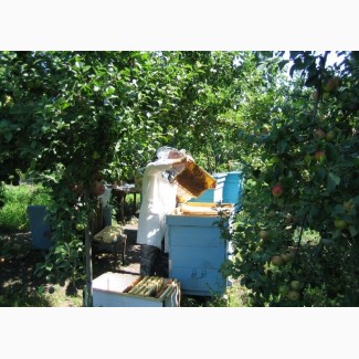 Продаю семьи пчел, отводки, пчелопакеты, ульи с доставкой, консультирую, обучаю