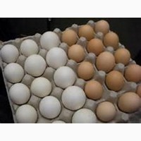 Продам Яйцо оптом красное, белое С-0, С-1, С-2, С-3, от 10 ящиков