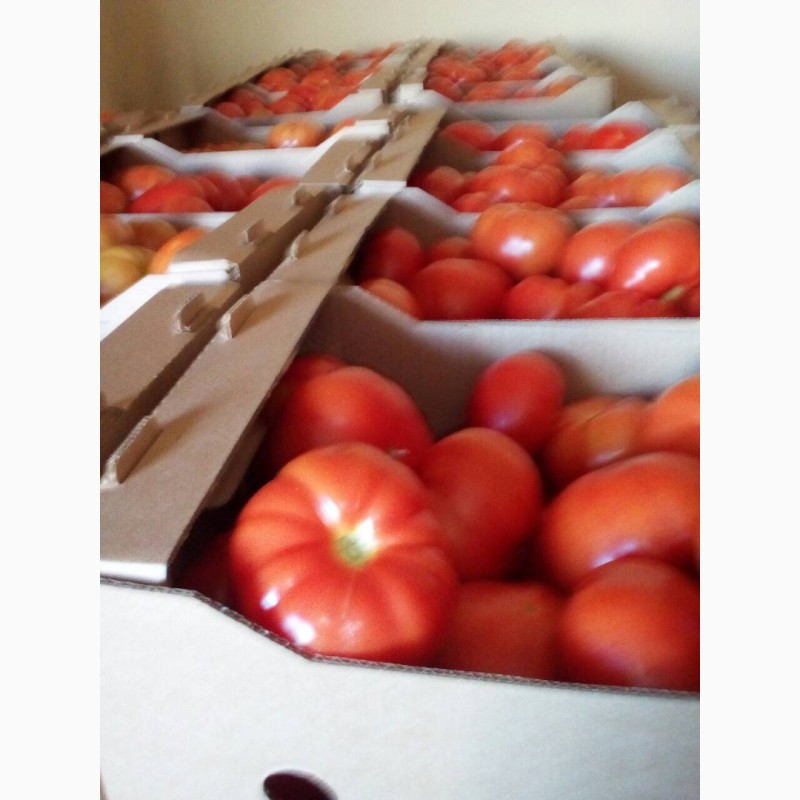 Фото 4. Огурцы и помидоры