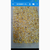 Кукуруза кормовая (1000 тонн)