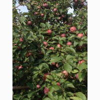 Продам яблоки собственного сада