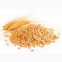 Купим пшеницу в Кировской области по высоким ценам
