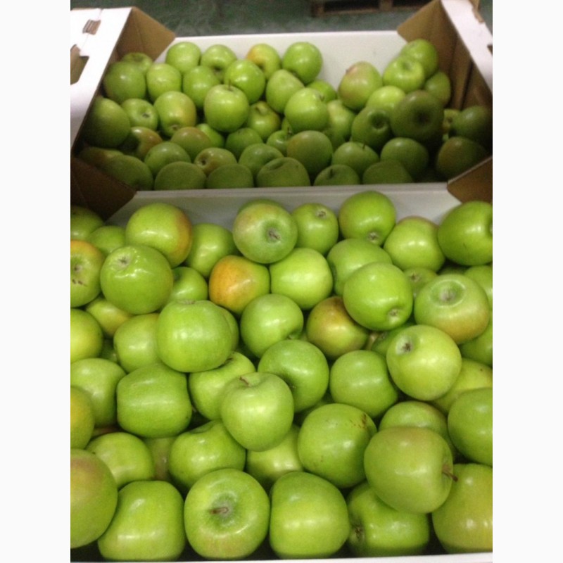Фото 2. Яблоки калиброванные, сетевого качества