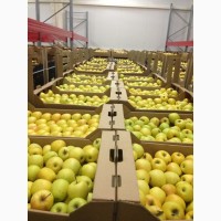 Яблоки калиброванные, сетевого качества
