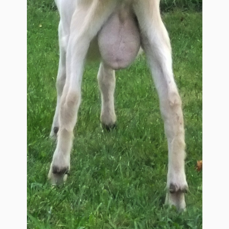 Фото 6. Чистопородная зааненская козочка от высокоудойных коз