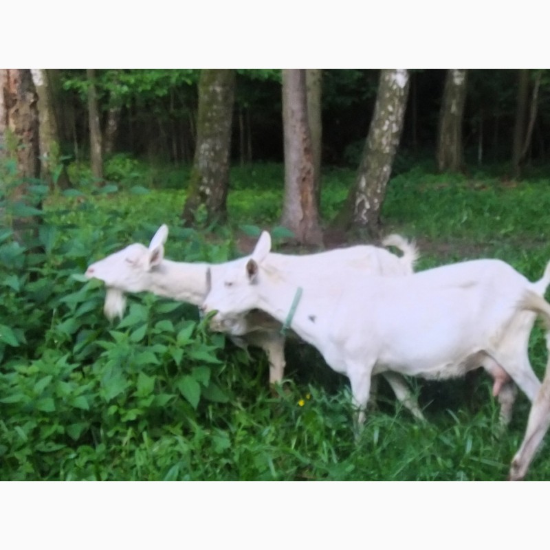 Фото 5. Чистопородная зааненская козочка от высокоудойных коз