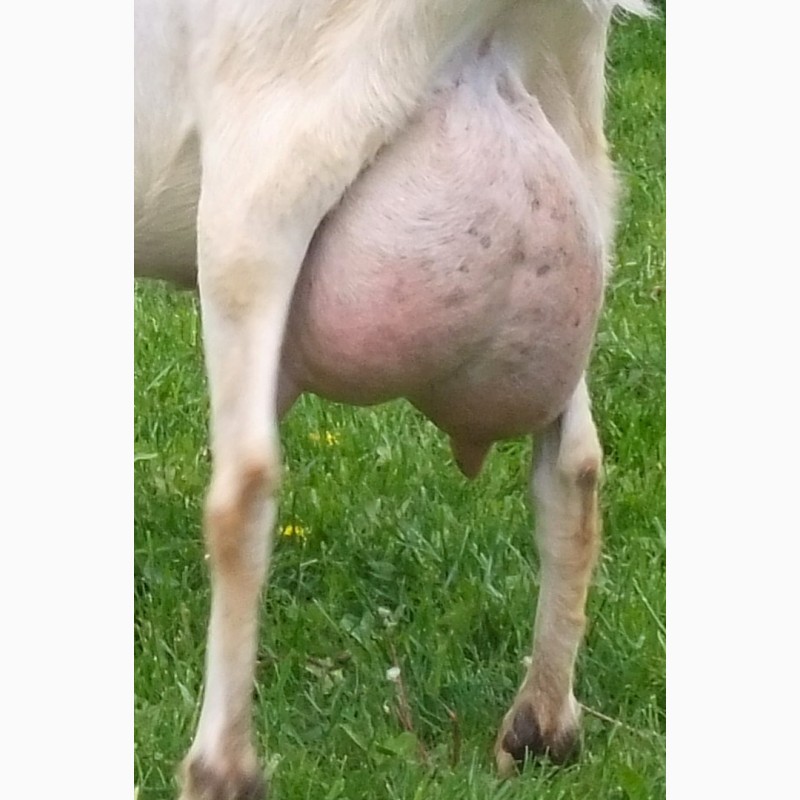 Фото 7. Чистопородная зааненская козочка от высокоудойных коз