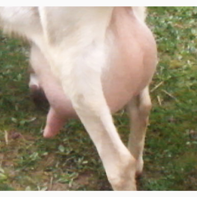 Фото 4. Чистопородная зааненская козочка от высокоудойных коз