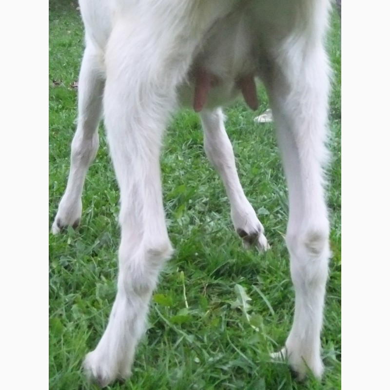 Фото 2. Чистопородная зааненская козочка от высокоудойных коз