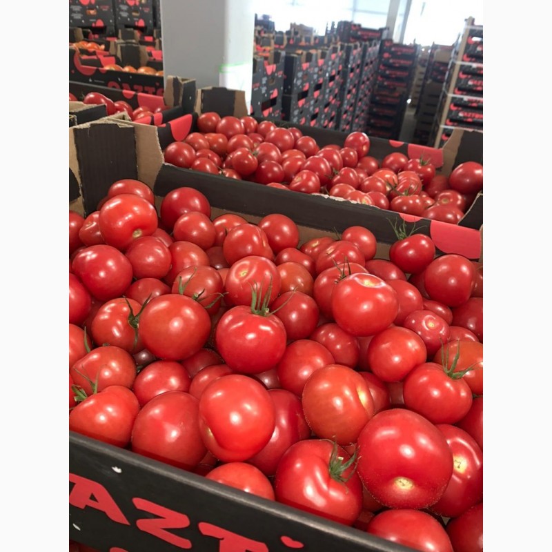 Фото 11. Продам томаты оптом