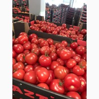 Продам томаты оптом