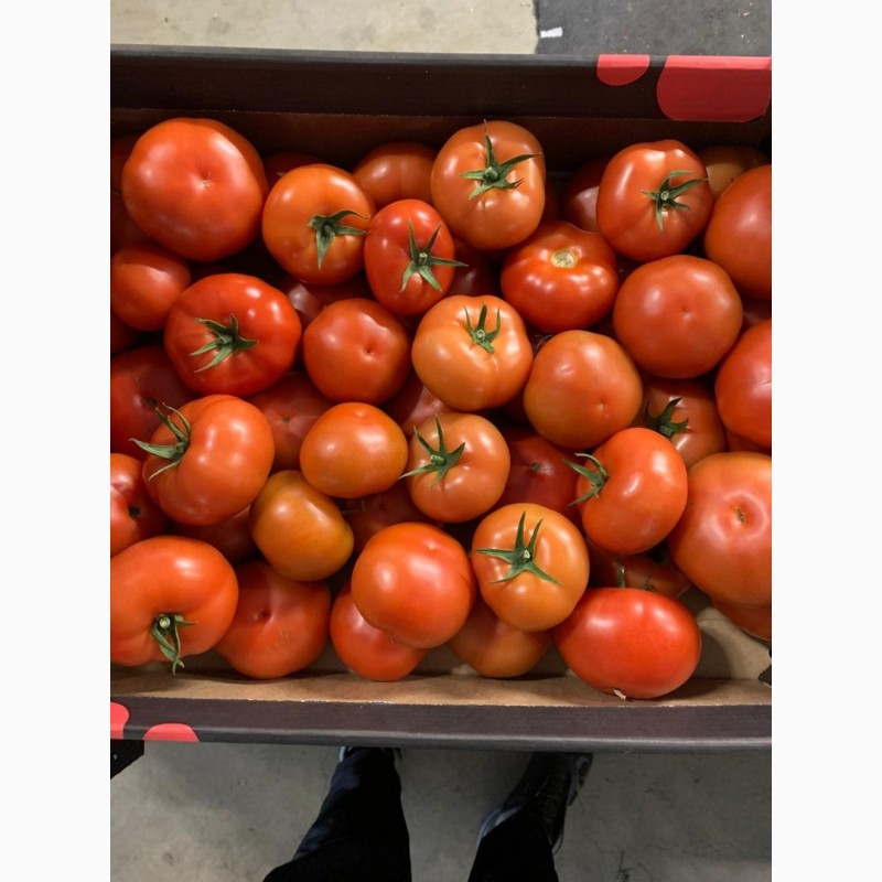 Фото 14. Продам томаты оптом