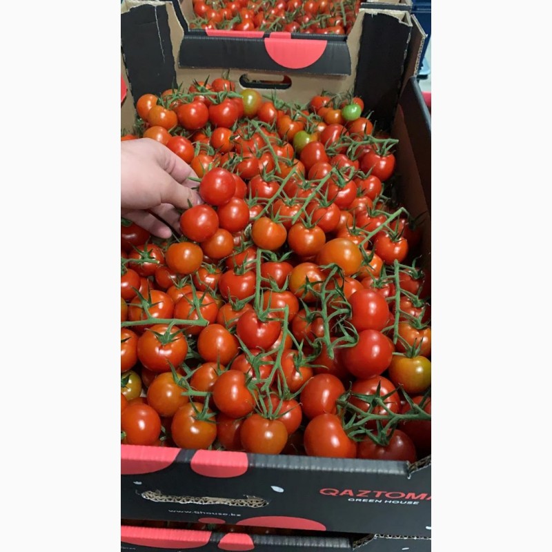 Фото 19. Продам томаты оптом