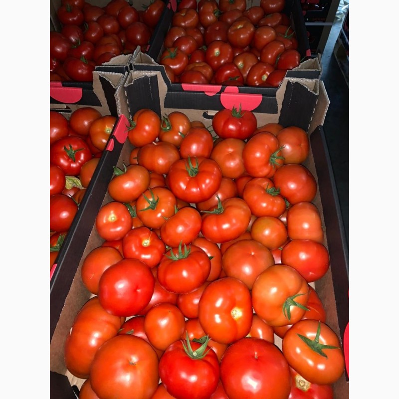 Фото 3. Продам томаты оптом