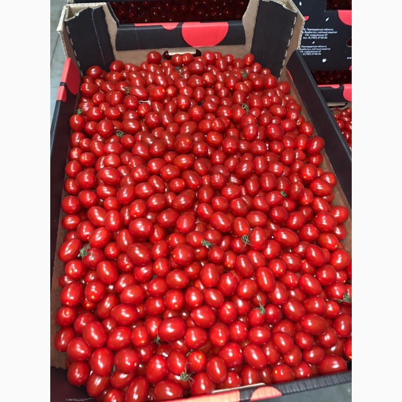Фото 6. Продам томаты оптом