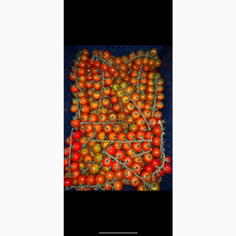 Фото 8. Продам томаты оптом