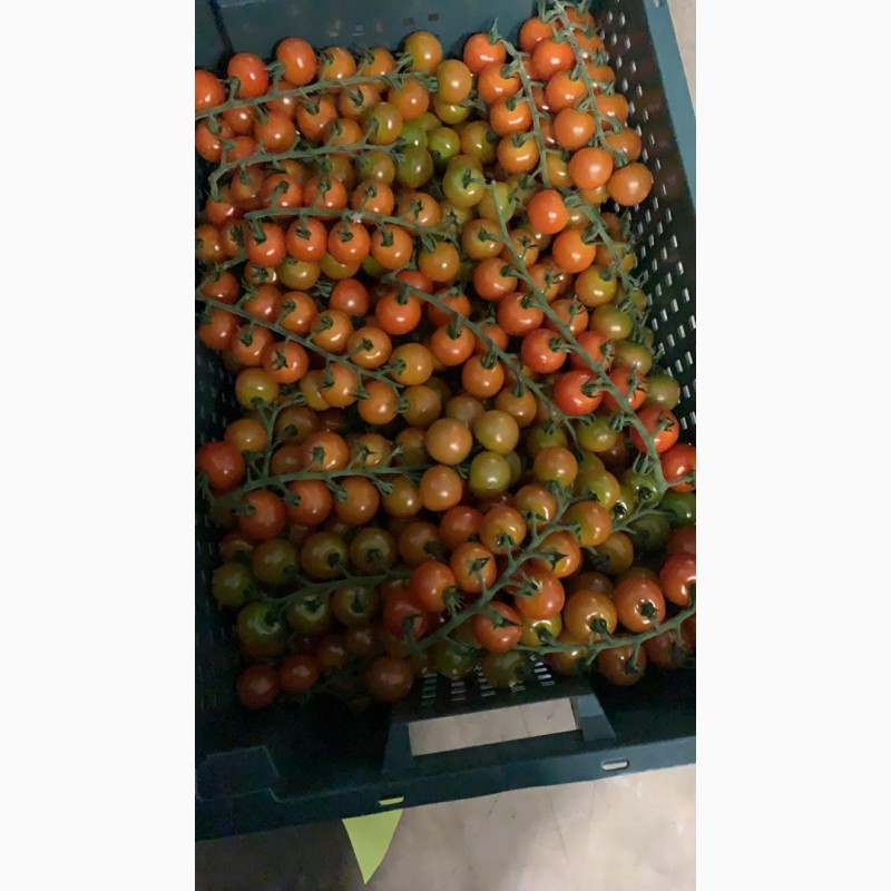 Фото 9. Продам томаты оптом