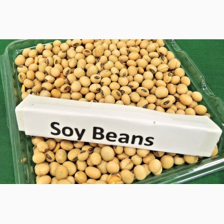 Продам Сою/ SoyBean / Протеин 38 - 43 min / Бразилия / Аргентина / США
