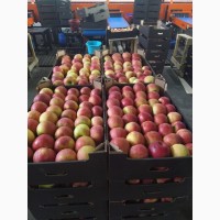 Яблоки оптом напрямую от производителя