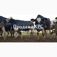 Продажа оптом по России Молочные нетели КРС