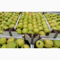 Яблоки оптом 65+ от производителя от 40 ₽