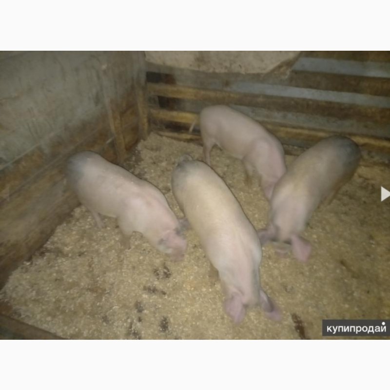 Фото 2. Продам свиней