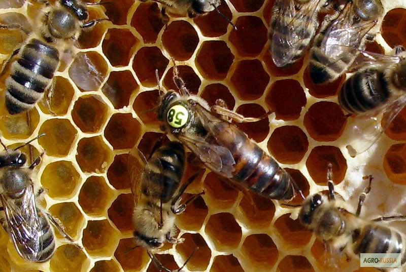 Фото 2. Алтайский мёд по доступным ценам во все регионы