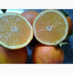 Апельсины МАРОККО: Марок Лэйт