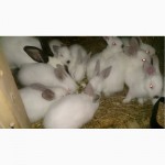 Продам кроликов на поголовье