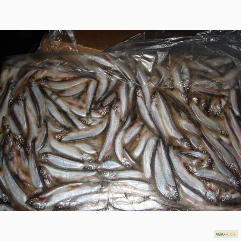 Фото 6. Рыба морская свежемороженая напрямую со склада/ от 78 р/кг