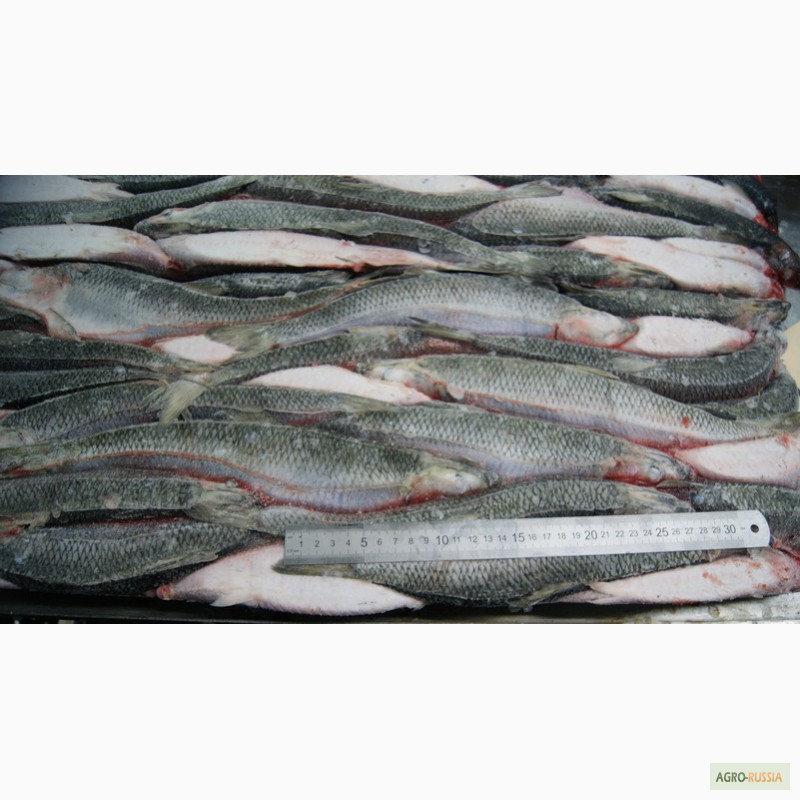 Фото 7. Рыба морская свежемороженая напрямую со склада/ от 78 р/кг