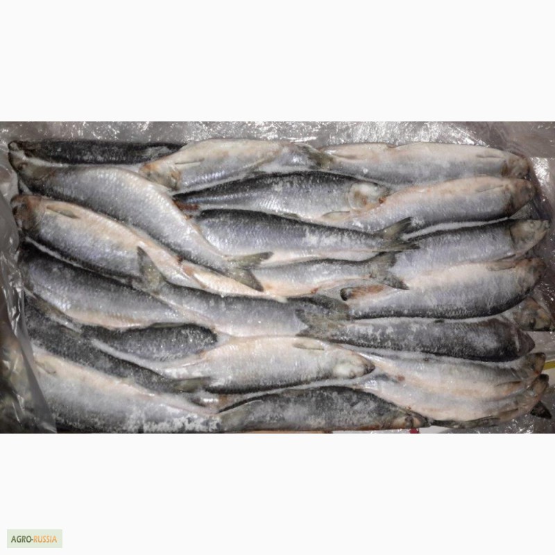 Фото 2. Рыба морская свежемороженая напрямую со склада/ от 78 р/кг
