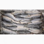 Рыба морская свежемороженая напрямую со склада/ от 78 р/кг