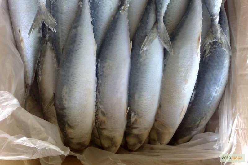 Фото 8. Рыба морская свежемороженая напрямую со склада/ от 78 р/кг