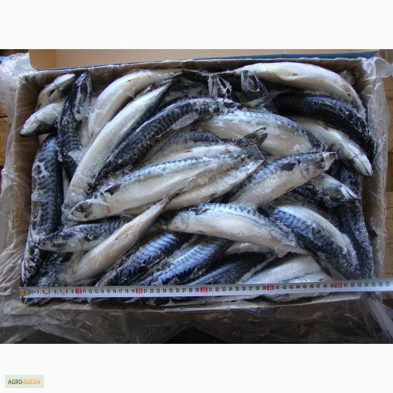 Фото 5. Рыба морская свежемороженая напрямую со склада/ от 78 р/кг