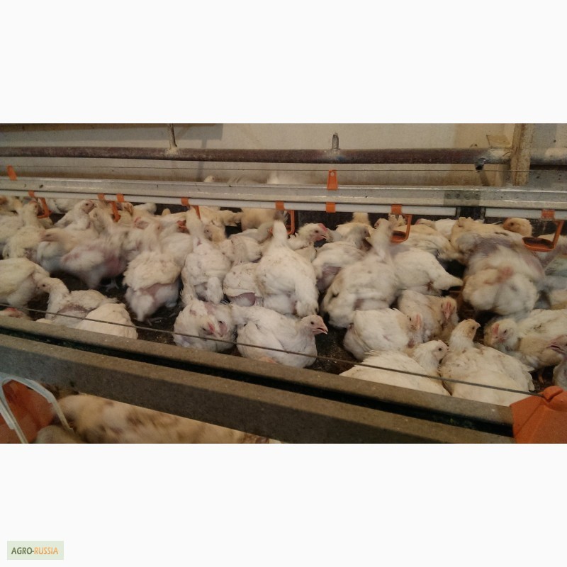 Фото 3. Продам разновозрастных цыпля бройлеров