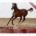 Лошади на продажу, арабский жеребчик Мусагет 2015 г. р