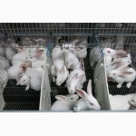 Строительство кроликоферм и производство оборудования для промышленного кролиководства