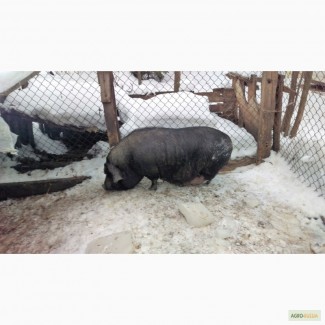 Вьетнамская вислобрюхая свинья, 2 года 4 мес