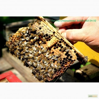 Свежий мёд: горное разнотравье, липа