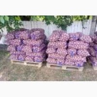 Продам Овощи 2017 С Украины Отправлю На Експорт опт