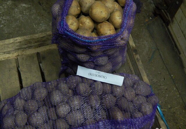 Фото 2. Продовольственный картофель оптом сорт Колобок